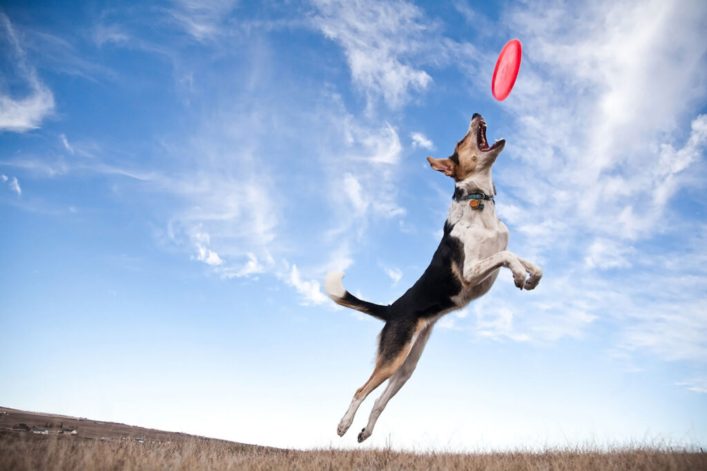 Jumping Dog